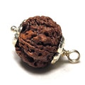 Rudraksha - Authentic Genuine Rudraksha Mala - 108 Beads - Canaduo