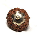 Rudraksha - Authentic Genuine Rudraksha Mala - 108 Beads - Canaduo