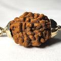 Rudraksha - Authentic Genuine Rudraksha Mala - 108 Beads - Canaduo